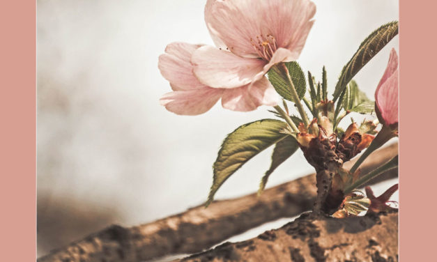 A mortificação é alcançar mais Vida.