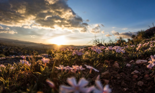 Viver com Jesus faz emergir a beleza da vida.