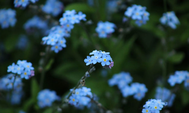 Como a delicadeza das flores…