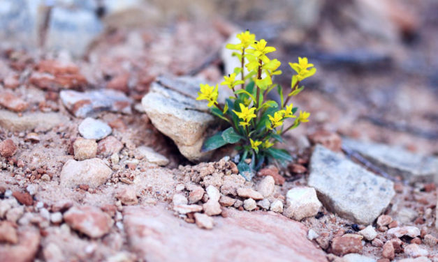 Na aridez cresce a flor do verdadeiro amor