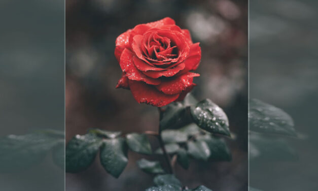 A rosa do bom Deus…