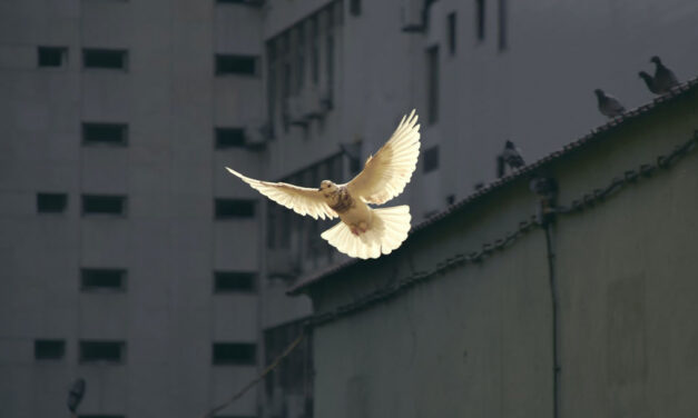 Ser anjo de paz