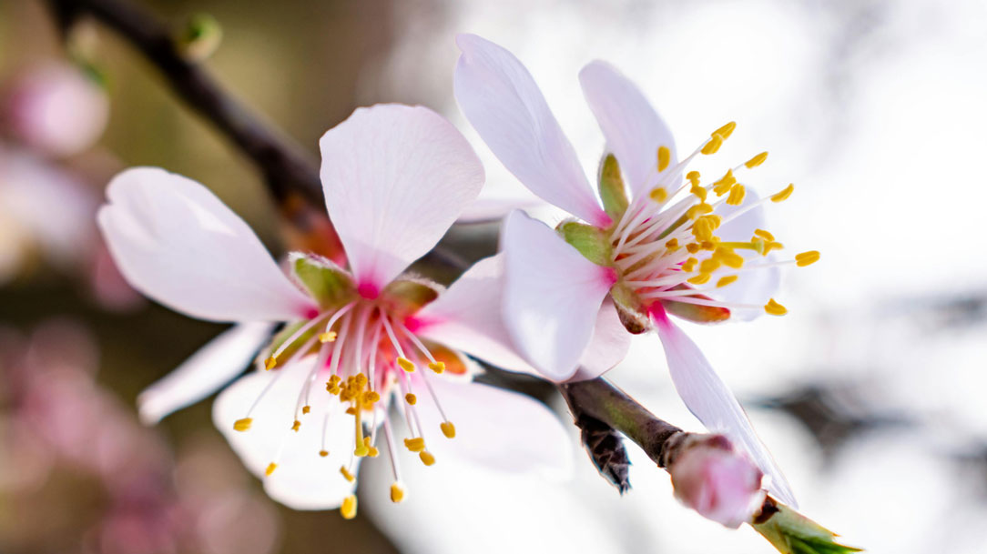 Renascer para me consagrar ao Seu amor