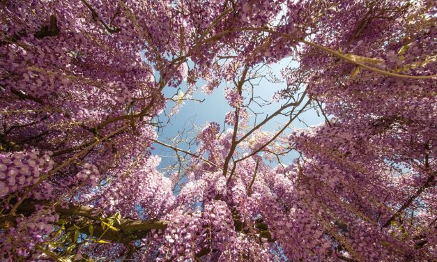 A vontade do Pai Celestial