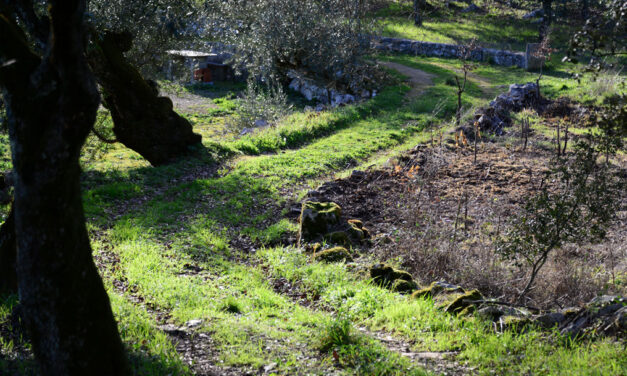 Maria, concede-me a graça da Perseverança.