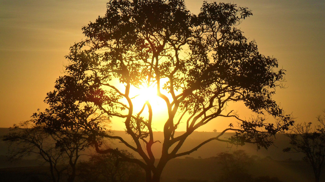 Do grão de mostarda à árvore da vida eterna