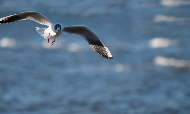 Despojamento e perfeição