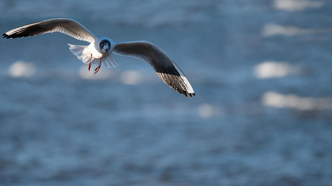 Despojamento e perfeição