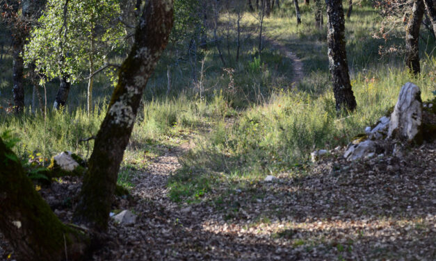 Escutar para discernir