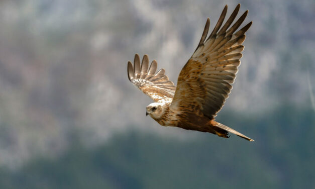 Livres para nos darmos